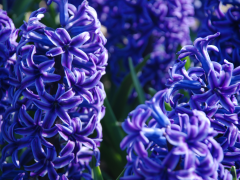 Highlighted image: CNB Narcissen Tweedaagse en Hyacintendag op de Floratuin krijgen vervolg