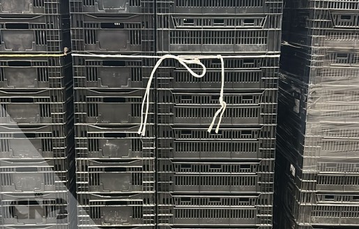 Foto van Tulpenexport kratten