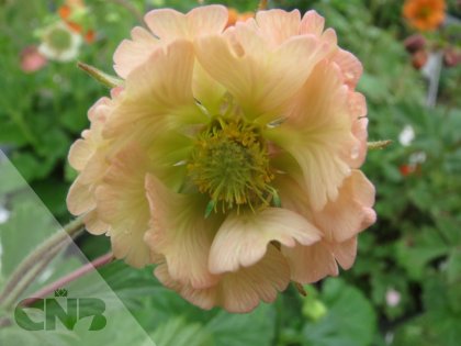Apricot Pearl