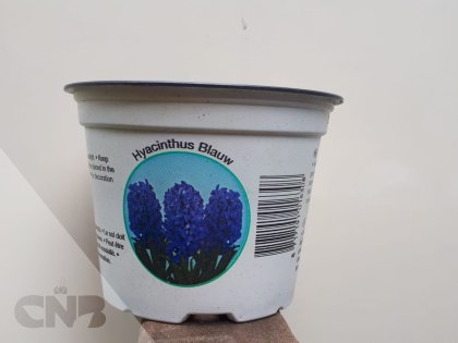Kunststof potten -Hyacinten