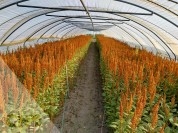 Foto van Diverse tunnelkassen