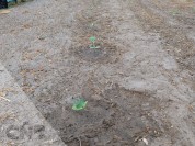 Foto van Diverse tunnelkassen