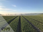 Foto van Beregeningsboom