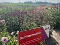Highlighted image: CNB Dahliashowtuin 2023 geopend!
