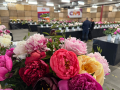 Highlighted image: CNB Dutch Peony Days: “Een editie om trots op te zijn”