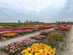 Highlighted image: The CNB Floratuin
