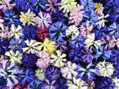 Highlighted image: Na Dahlia, nu ook Hyacintenshowtuin bij De Tulperij