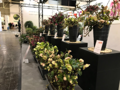 Highlighted image: CNB introduceert Helleborus Frostkiss® serie in Europa