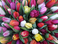 Highlighted image: Actueel aanbod plantgoed tulp