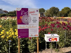 Highlighted image: De eerste CNB Gouden Dahlia Award 2026, dat bepaal jij!