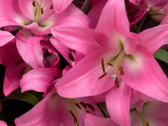 Highlighted image: Lily