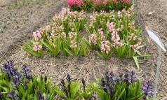 News image: CNB hyacintenshowtuin geopend!