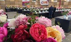 News image: CNB Dutch Peony Days: “Een editie om trots op te zijn”