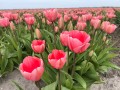 Foto van TE HUUR AANGEBODEN: